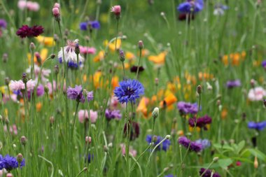 renkli kır çiçekleri