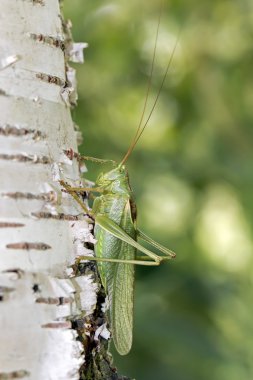 ağaç üzerinde yeşil kriket