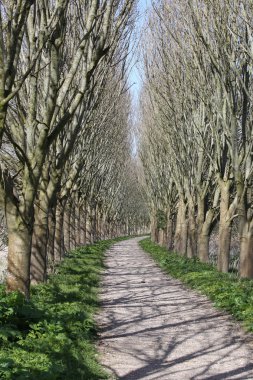 ağaçlar arasında patika 