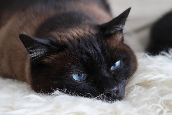 siamese cat lying 