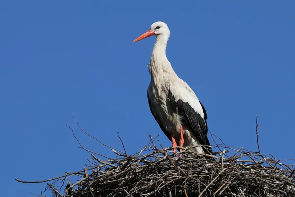 空に巣にコウノトリ — ストック写真