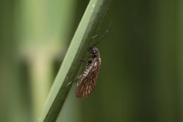 Bug on green plant — Stock Photo, Image