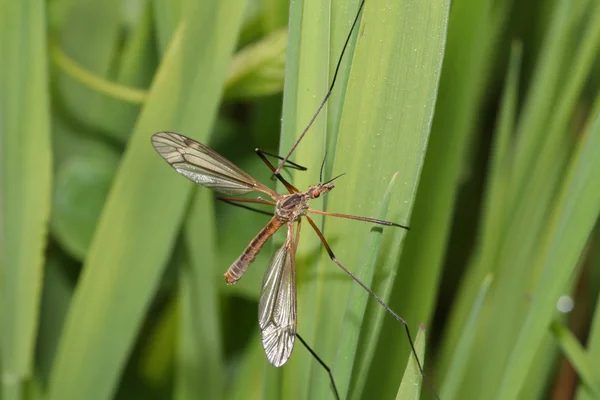 Tipulidae στα πράσινα φύλλα — Φωτογραφία Αρχείου