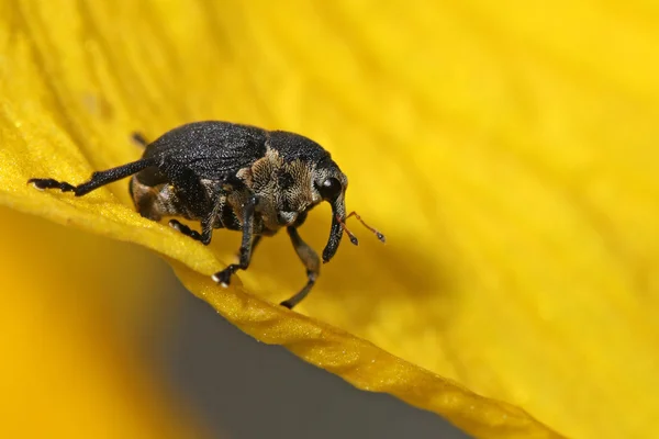 Mononychus punctumalbum en hoja amarilla — Foto de Stock