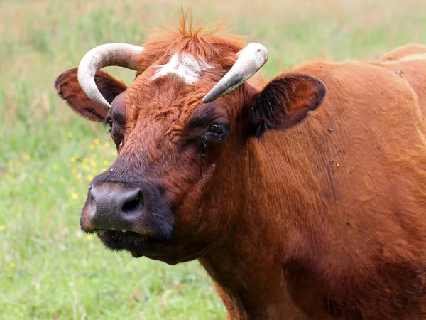 Красная корова на поле — стоковое фото