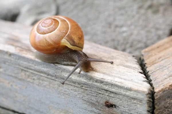 Snail on wooden plank — Stock Photo, Image