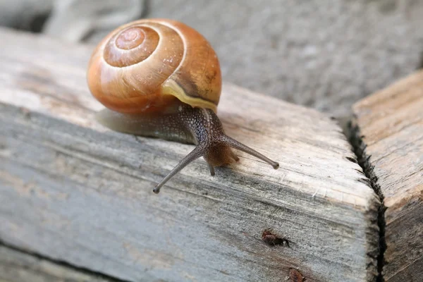 Snail on wooden plank — Stock Photo, Image