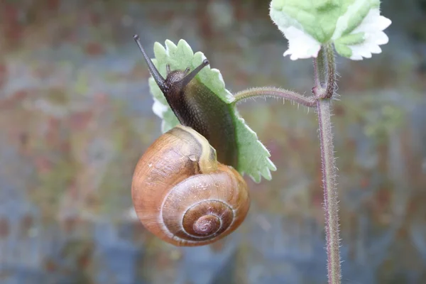 Snail on green plant — Stock Photo, Image