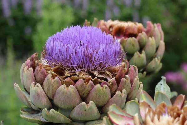 Alcachofa flores rosadas — Foto de Stock