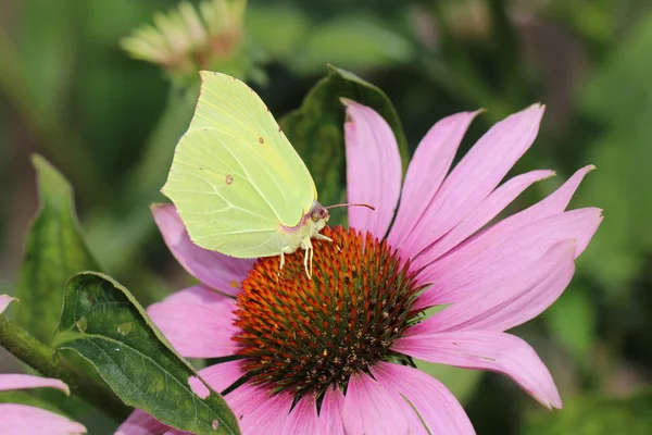 Желтая бабочка на цветке — стоковое фото