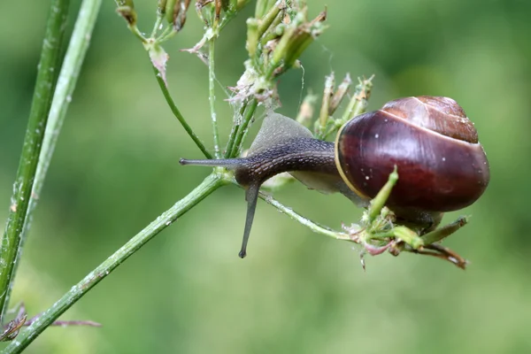 Snail on green plant — Stock Photo, Image