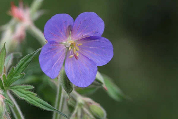 Květ fialový krásy — Stock fotografie