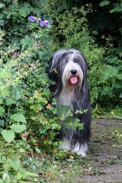 Bearded Collie in park — Stockfoto