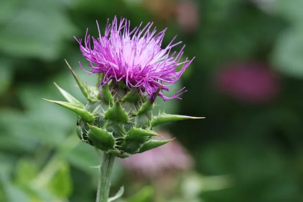 Purple thistle flower — Stock Photo, Image