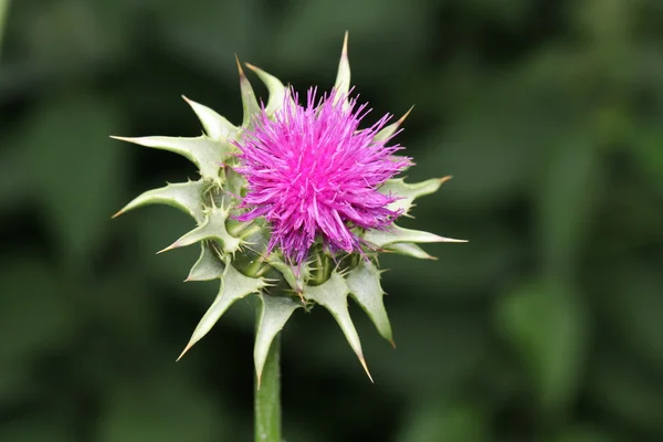 Mor thistle çiçek — Stok fotoğraf