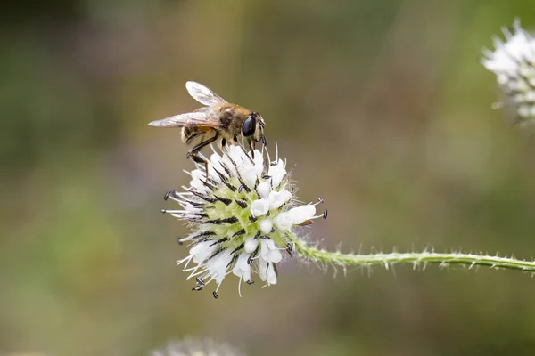 Hoverfly sur fleur blanche — Photo