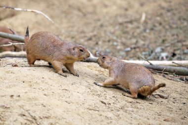 Prairie dogs playing  clipart
