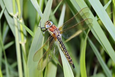 yusufçuk yeşil yaprakları üzerinde