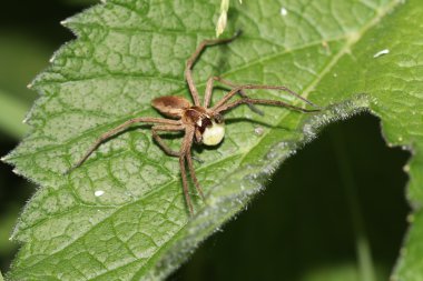 Yeşil yapraklı örümcek 