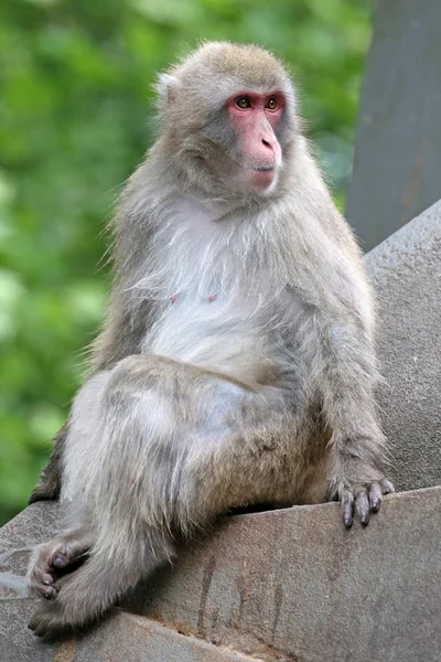 Macaco japonés sobre piedra — Foto de Stock