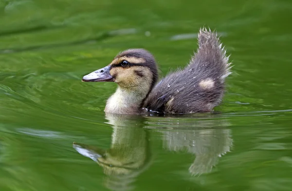 Suyun içinde sevimli ördek yavrusu — Stok fotoğraf