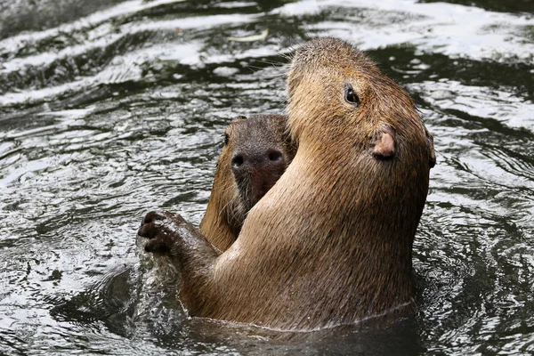 Spelen capybaras in water — Stockfoto