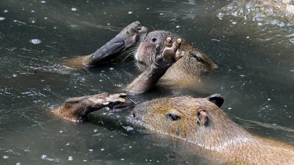 Jugando a las capibaras en el agua —  Fotos de Stock