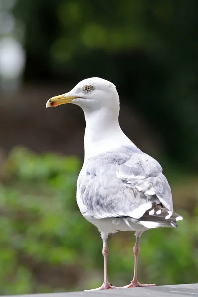 White Gull bird — Stock Photo, Image