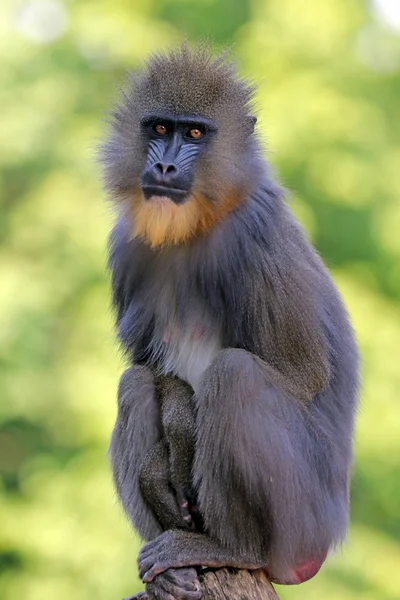 Ahşap kütük üstünde oturan Mandrill'di maymun — Stok fotoğraf