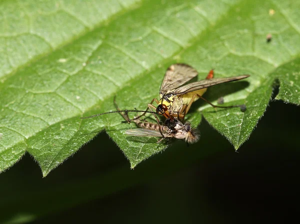 Scorpionfly 在绿色叶子上 — 图库照片