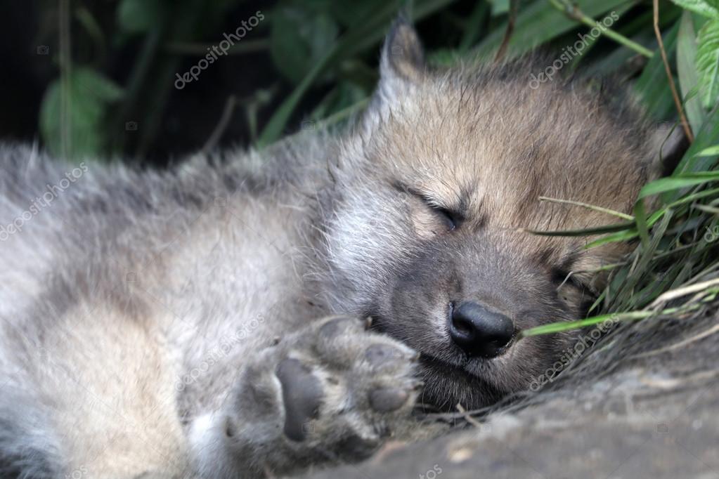 Young wolf sleeping Stock Photo by ©EBFoto 115474708