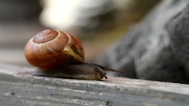 Schnecke kriecht auf Holzbrett — Stockvideo