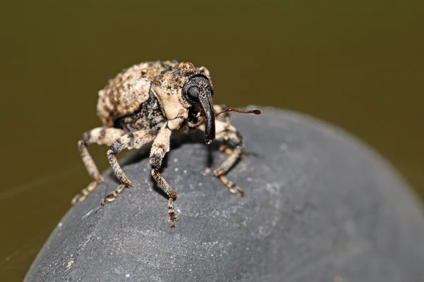 Close up of nose beetle — Stock Photo, Image