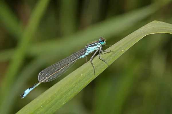 Damselfly en hoja verde — Foto de Stock