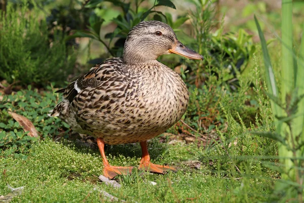 Pato hembra caminando sobre hierba — Foto de Stock