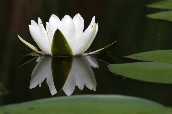 White waterlily in water — Stock Photo, Image