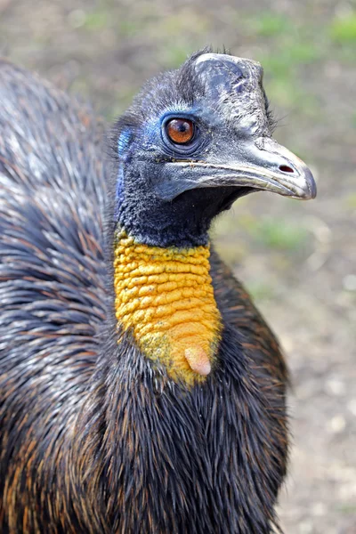 Noordelijke cassowary vogel — Stockfoto