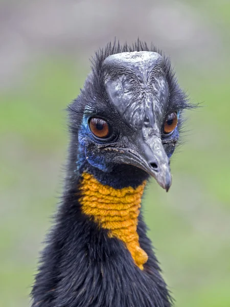 Kuzey cassowary kuş — Stok fotoğraf