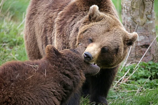 Kahverengi ayılar oynama — Stok fotoğraf
