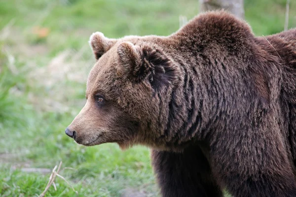 Niedźwiedź na trawie — Zdjęcie stockowe