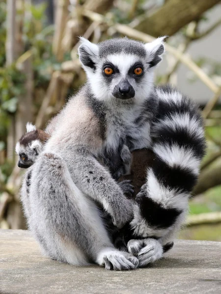 Ring-tailed lemur with baby — Stock Photo, Image