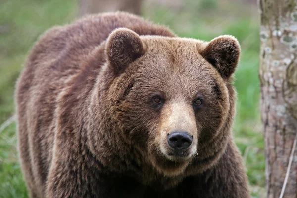 Brown bear on grass — Stock Image Brown bear on grass Royalty Free Stock Photos