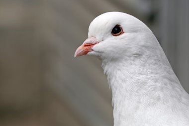 Beyaz Güvercin kuşu 