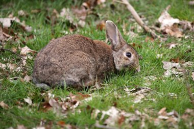 Yeşil çimlerin üzerinde şirin bir tavşan