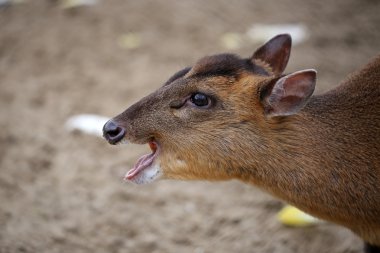 Cute Muntjac head  clipart