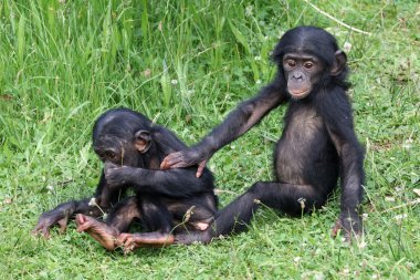 Çimenlerin üzerinde oturan Bonobo gençler