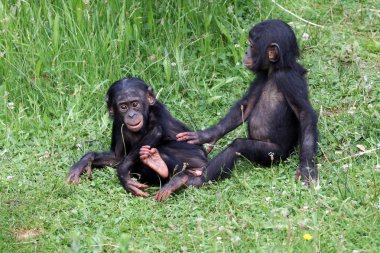 Çimenlerin üzerinde oturan Bonobo gençler