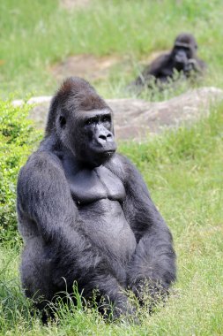 Siyah çimenlerin üzerinde oturan goriller