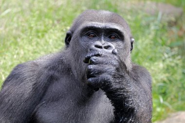 Siyah goril maymun 