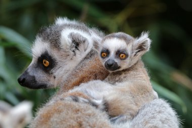 Ring-Tailed Lemurlar